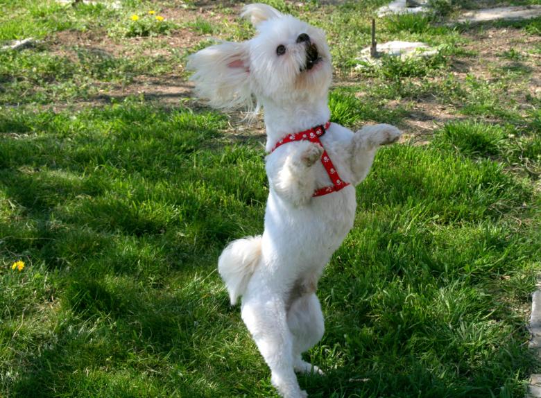 Free stock image of Pet created by Pixabay
