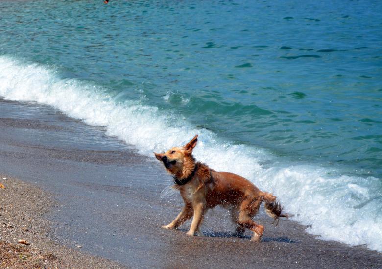 Free stock image of Dog created by Pixabay