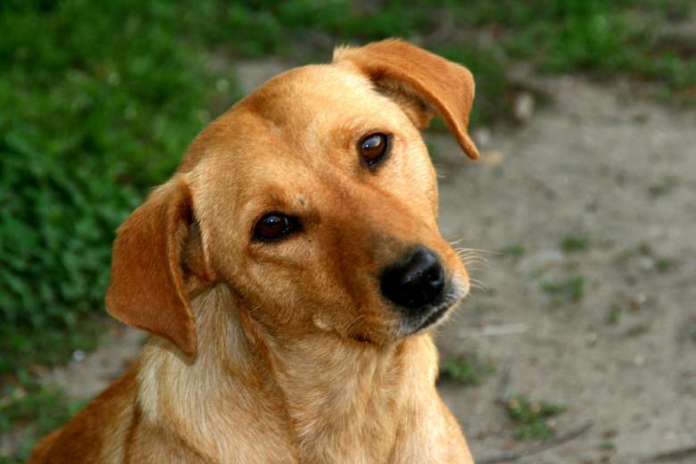 Free stock image of Dog created by Pixabay