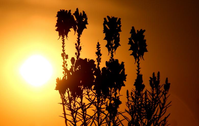 Free stock image of Sunny created by Pixabay