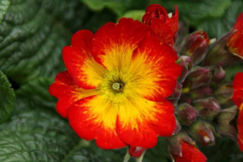 Free stock image of Flowers created by Pixabay