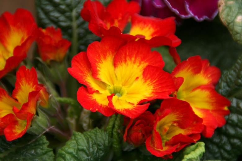 Free stock image of Flowers created by Pixabay