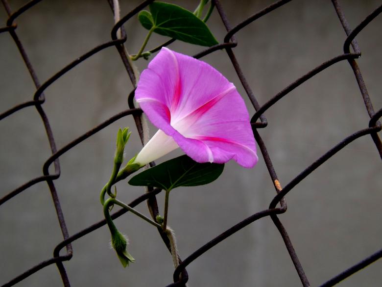 Free stock image of Flowers created by Pixabay