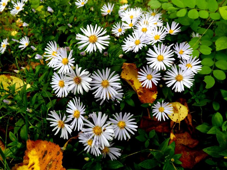 Free stock image of White Flowers created by Pixabay