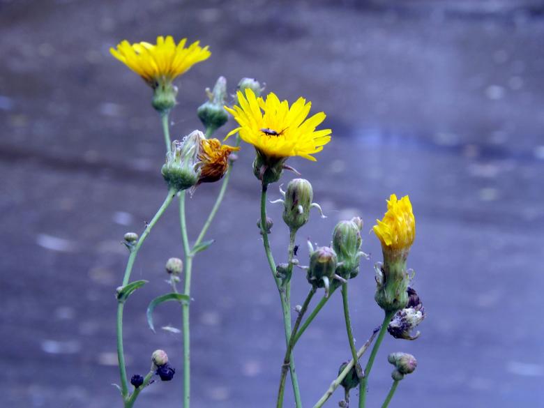 Free stock image of Flowers created by Pixabay
