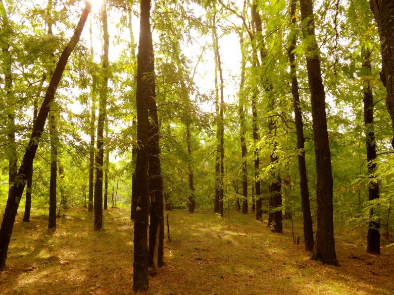 Free stock image of Jungle created by Pixabay