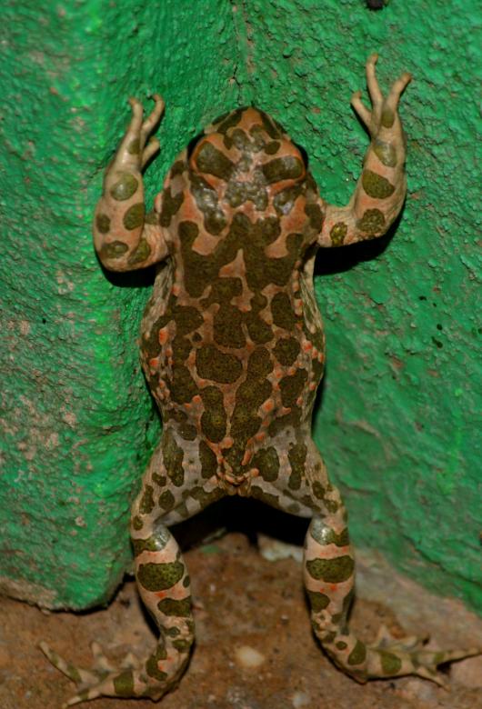 Free stock image of Frog created by Pixabay
