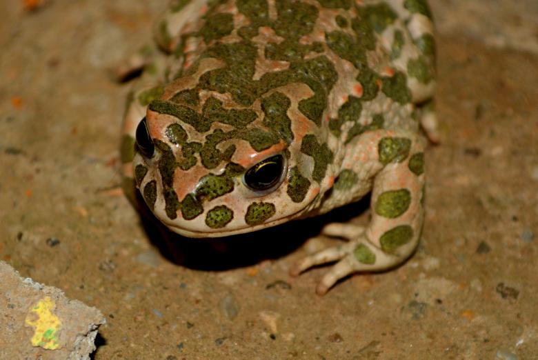 Free stock image of Frog created by Pixabay