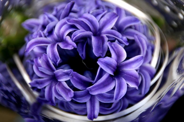Free stock image of Flower created by Pixabay