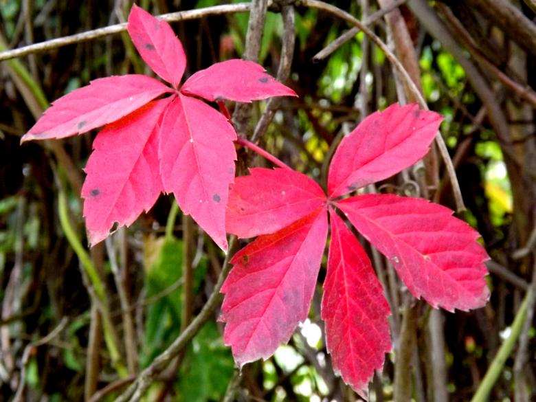 Free stock image of Pink Leaves created by Pixabay