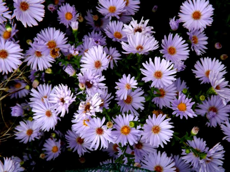 Free stock image of Flowers created by Pixabay