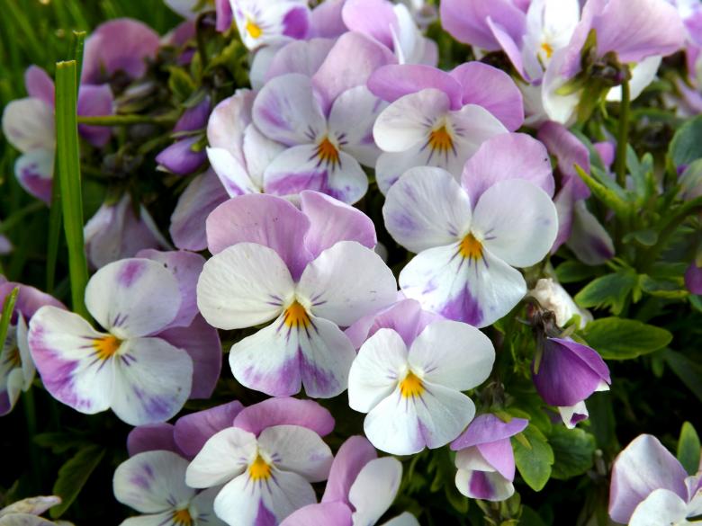 Free stock image of Flowers created by Pixabay