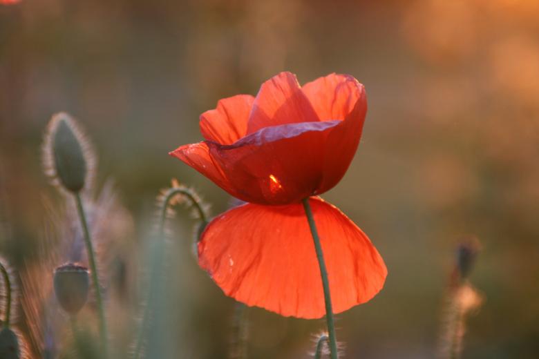 Free stock image of Poppy created by Pixabay