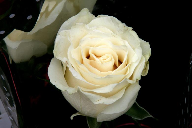 Free stock image of Flower created by Pixabay