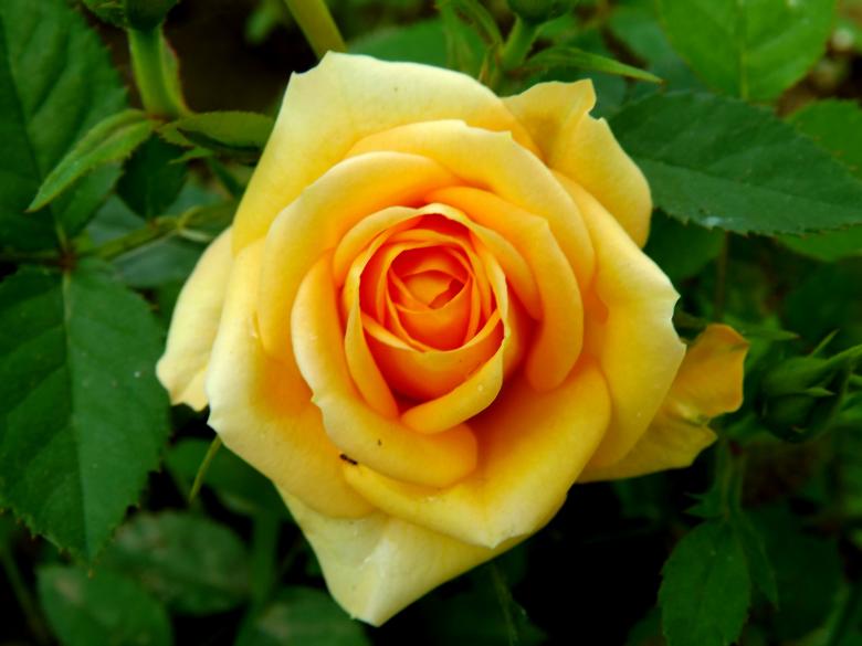 Free stock image of Flower created by Pixabay
