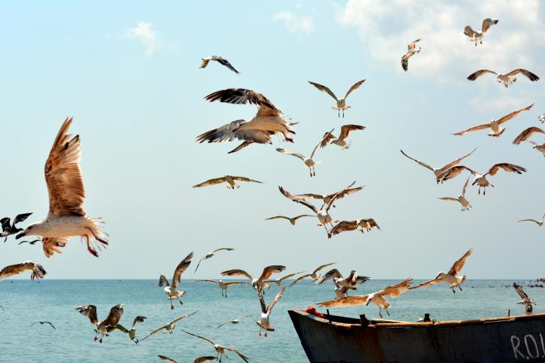 Free stock image of Birds created by Pixabay