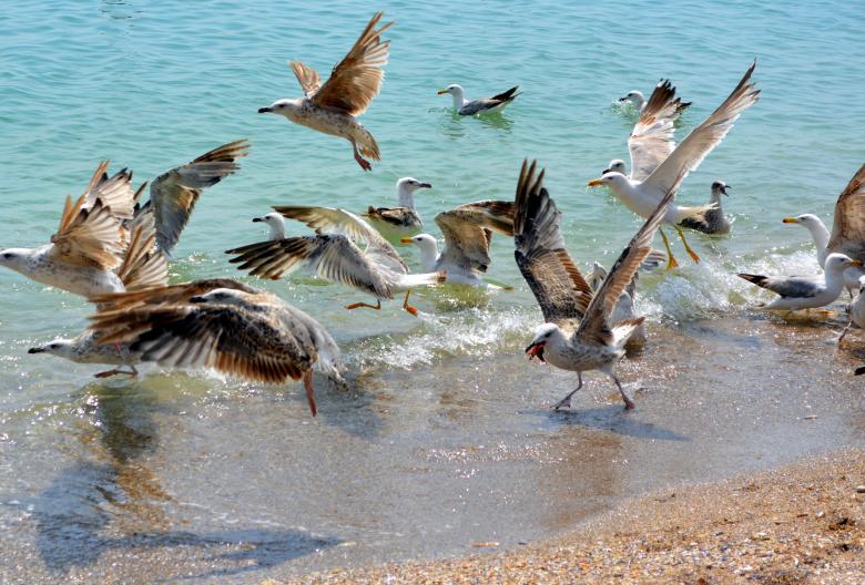 Free stock image of Birds created by Pixabay