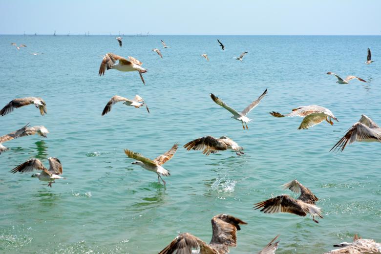 Free stock image of Birds created by Pixabay