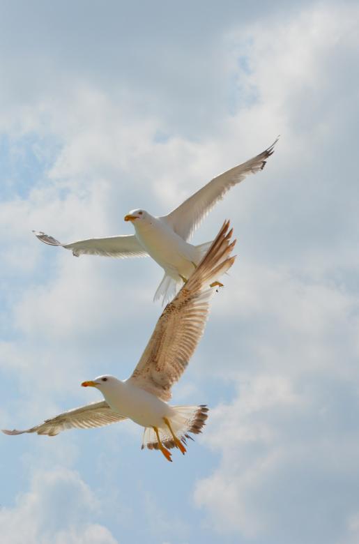 Free stock image of Birds created by Pixabay