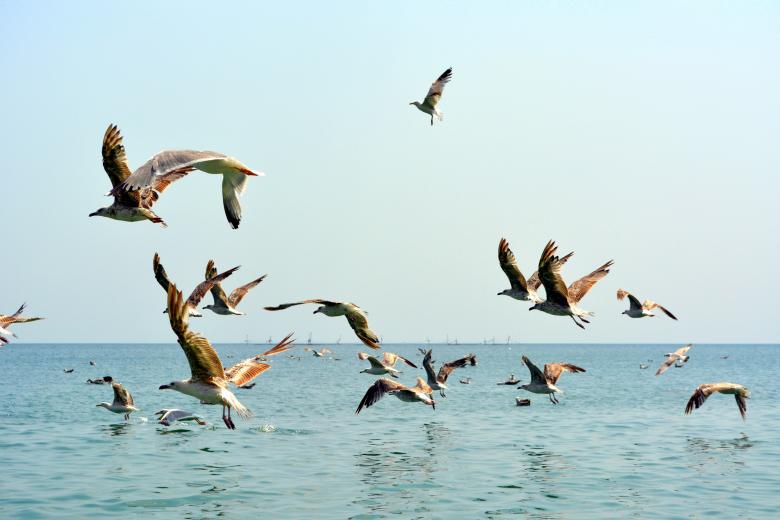Free stock image of Birds created by Pixabay