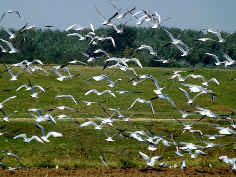 Free stock image of Birds created by Pixabay