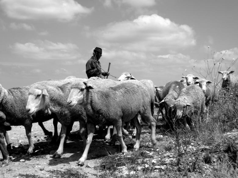 Free stock image of Herd created by Pixabay