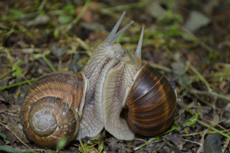 Free stock image of Two Snails created by Pixabay
