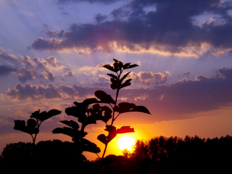 Free stock image of Plants created by Pixabay