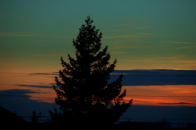 Free stock image of Tree in the Dark created by Pixabay