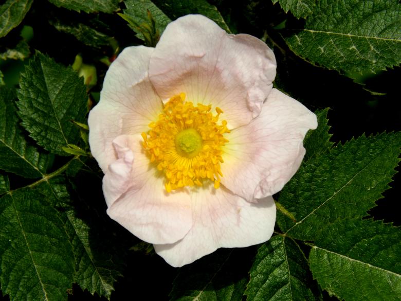 Free stock image of Flower created by Pixabay