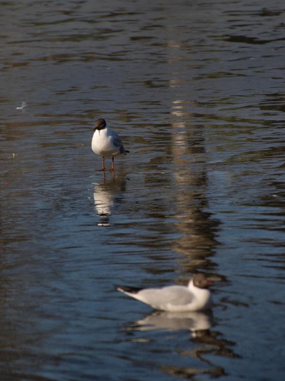 Free stock image of Segulls on half frozen lake created by Marko Mäkinen