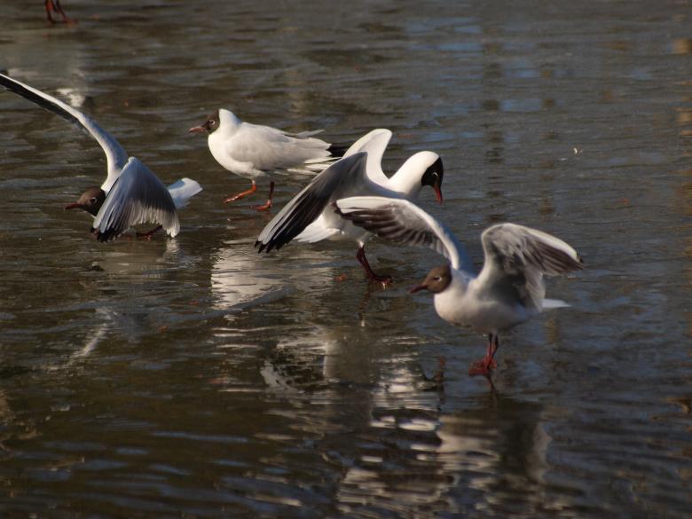 Free stock image of Segulls on half frozen lake created by Marko Mäkinen