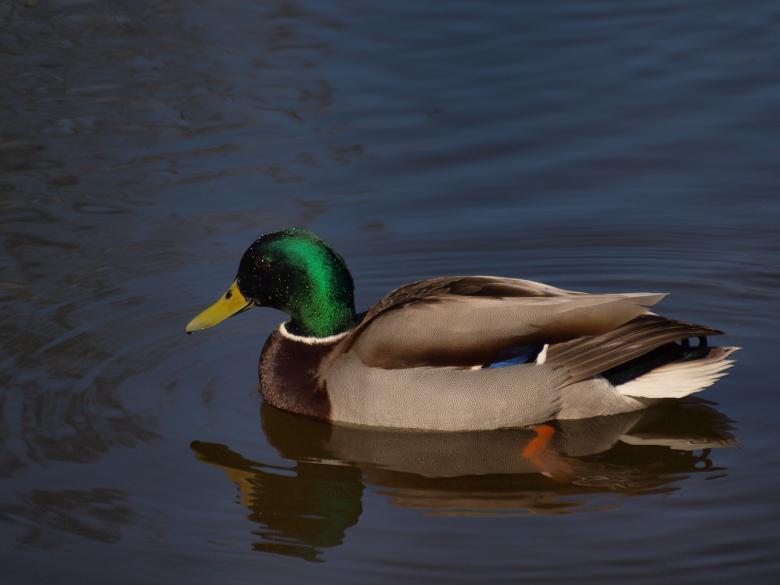 Free stock image of Ducks created by Marko Mäkinen