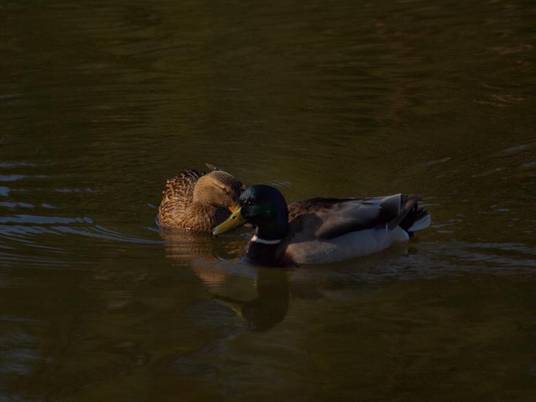 Free stock image of Ducks created by Marko Mäkinen