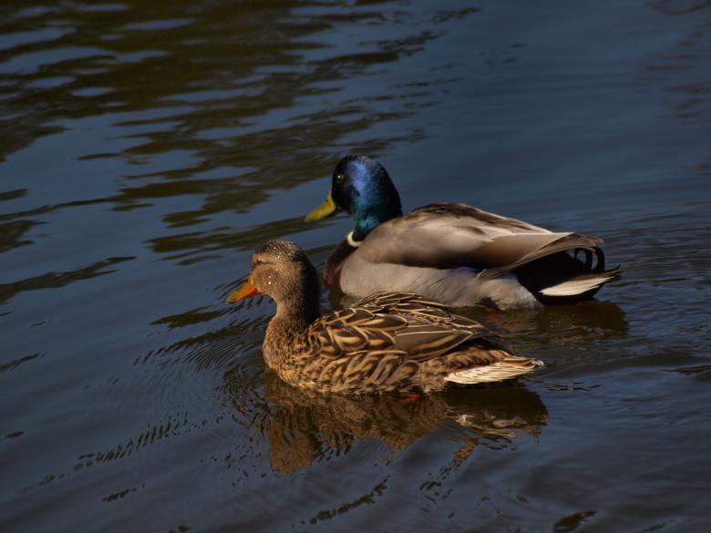 Free stock image of Ducks created by Marko Mäkinen