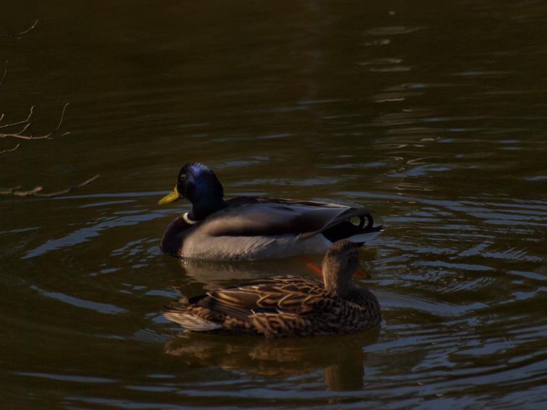 Free stock image of Ducks created by Marko Mäkinen