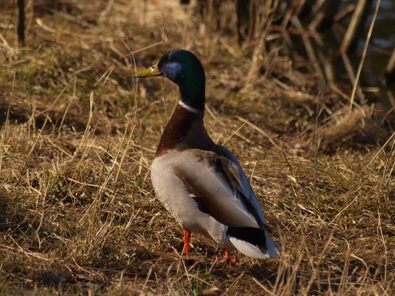 Free stock image of Ducks created by Marko Mäkinen