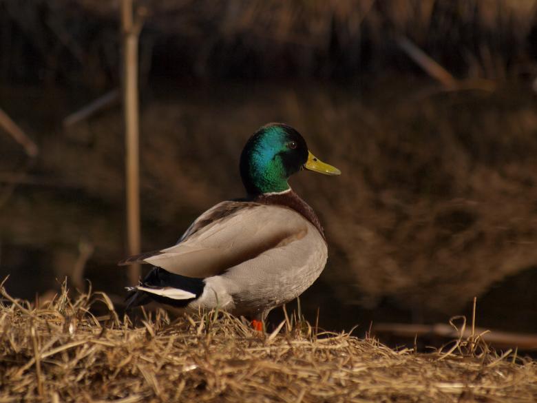Free stock image of Ducks created by Marko Mäkinen