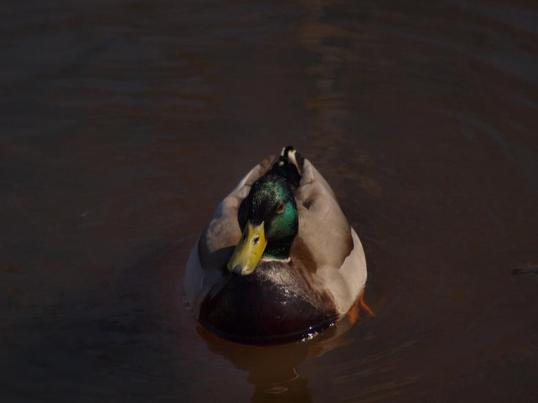 Free stock image of Ducks created by Marko Mäkinen