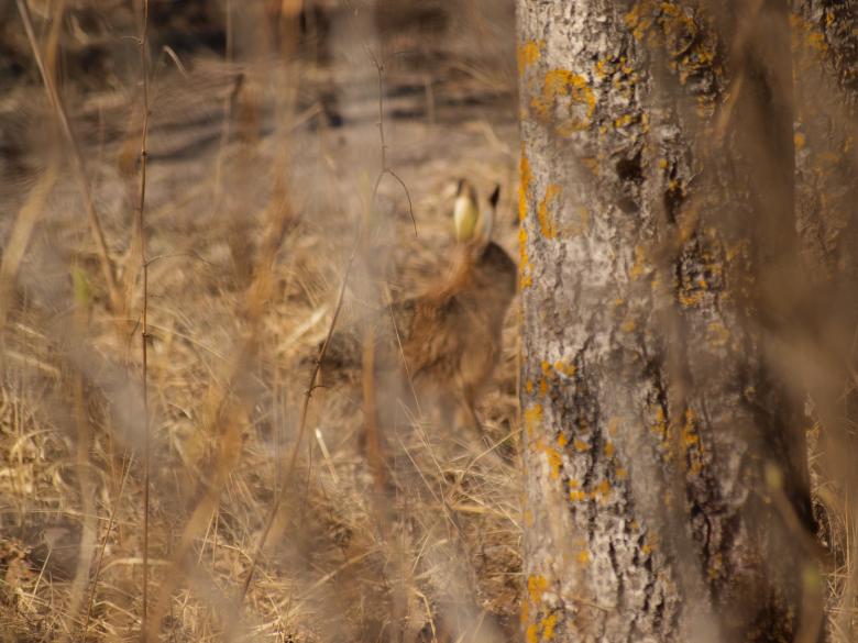 Free stock image of Rabbit created by Marko Mäkinen