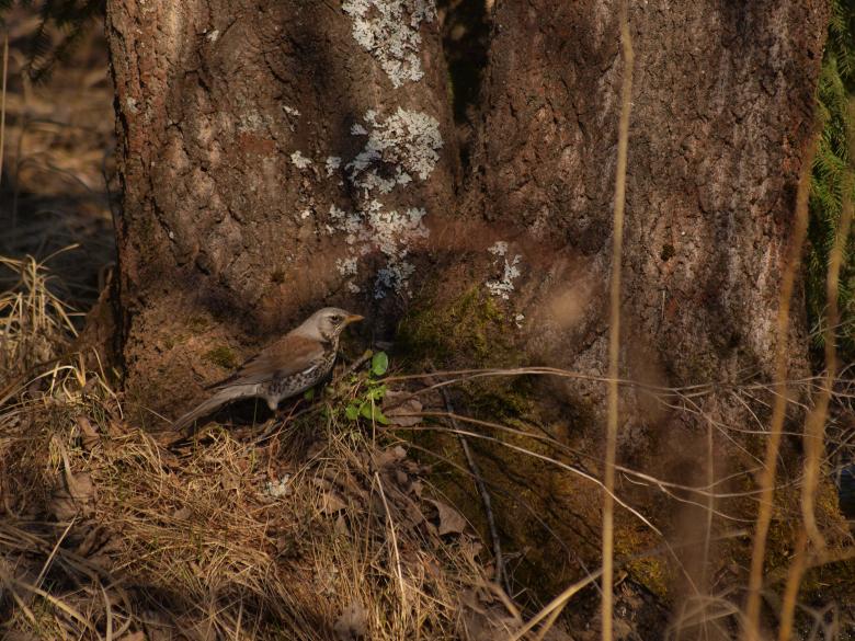 Free stock image of Birds created by Marko Mäkinen