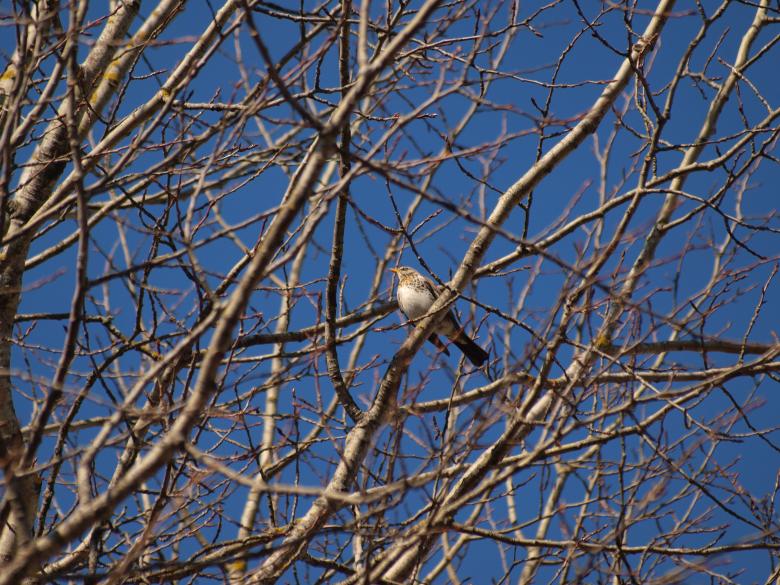 Free stock image of Birds created by Marko Mäkinen