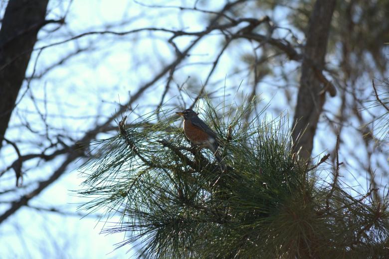 Free stock image of Bird in tree created by Vincent alvino