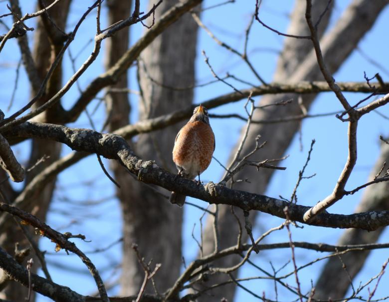 Free stock image of Bird in tree created by Vincent alvino