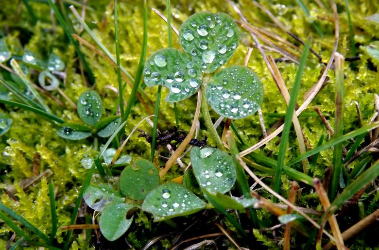 Free stock image of Clover created by Pixabay