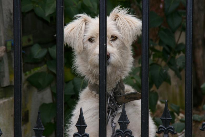 Free stock image of White Dog created by Pixabay