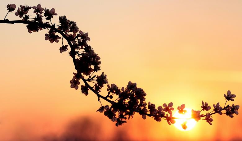 Free stock image of Flowers created by Pixabay