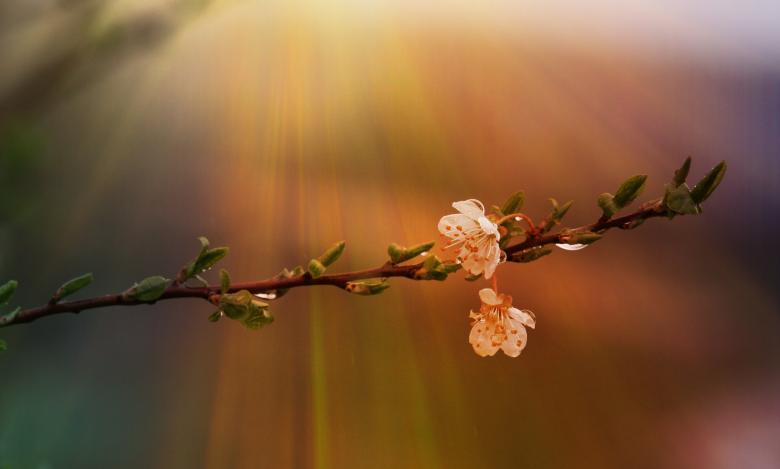 Free stock image of Flower and Sun Rays created by Pixabay