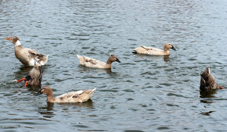 Free stock image of Ducks created by Pixabay
