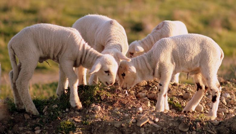 Free stock image of Herd created by Pixabay